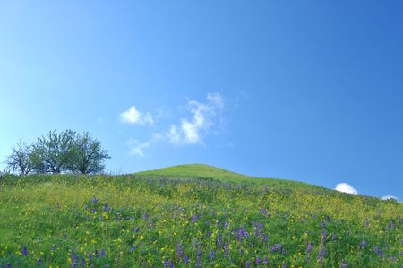 meadow in springtime with flowersの写真素材