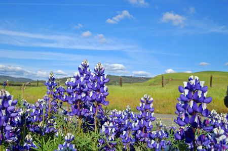 Wildflowers near Table Mountain, Californiaの写真素材