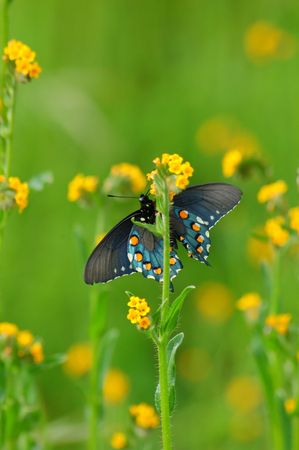 butterfly in a spring meadowの写真素材