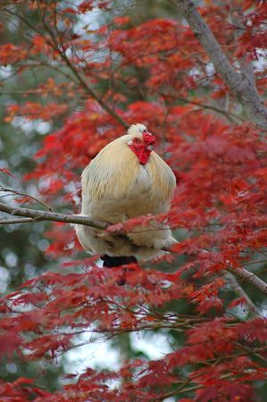 hen sitting on a Japanese red leaf mapleの写真素材