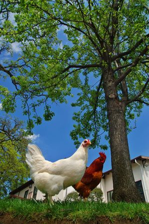 closeup of a hen and a roosterの写真素材
