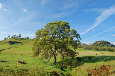 the countryside of northern California in springtimeの写真素材