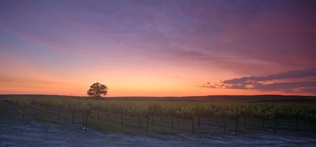 Northern California vineyard at sunsetの写真素材