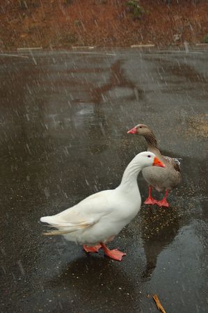 geese that forgot to migrate south for the winter, on a snowy afternoonの写真素材