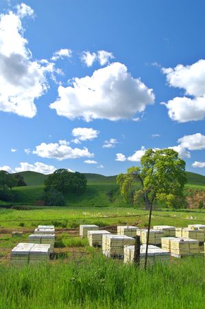 beehives, I risked of getting stung to get this shot. The spots in the photo are not dust spots, they are bees flying around.の写真素材