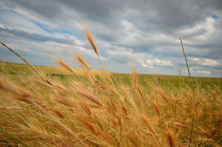 summer field on a stormy afternoon