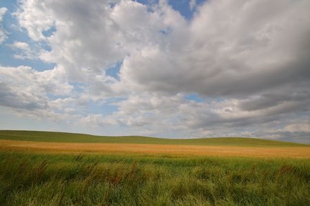 summer field on a stormy afternoon