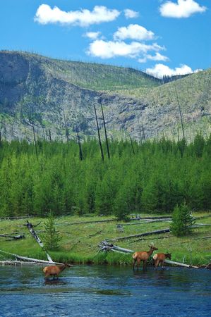 Deer crossing a stream in Yellowstone National Parkの写真素材