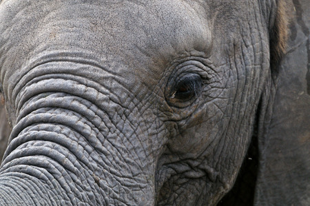 Elephant in Tarangire National Park Tanzaniaの写真素材