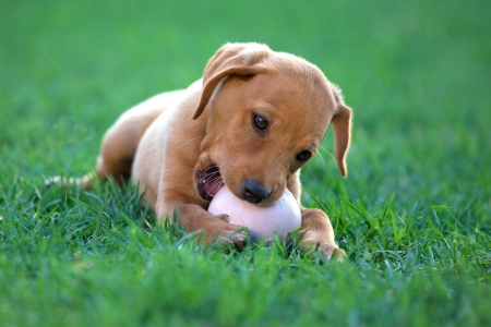 puppy dog ââbiting a ballの写真素材