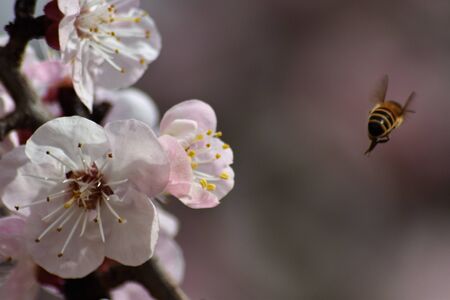 bee in flight