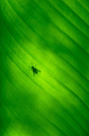 Close-up of a banana palm tree leaf with a fly on itの写真素材