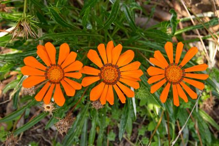 Three orange marguerites, Portugalの写真素材
