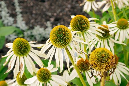 White flowers of Echinacea purpurea "Alba", Asteraceae, (White coneflower) botanical garden, Gothenburg, Swedenの写真素材