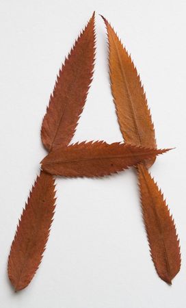 A letter: alphabet and numbers with autumn brown red dry leaf on white backgroundの写真素材
