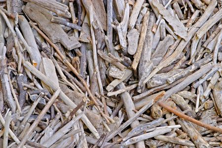 Withered wood sticks texture, Valtrebbia, Italy