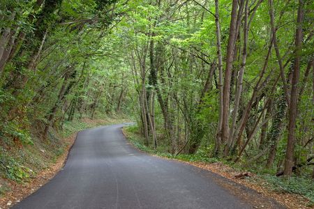 Lush green wood near Travo, Valtrebbia, Italy
