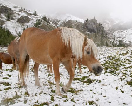 Early autumn snow and wild horses in Dolomite Mountains, Alps, Italyの写真素材