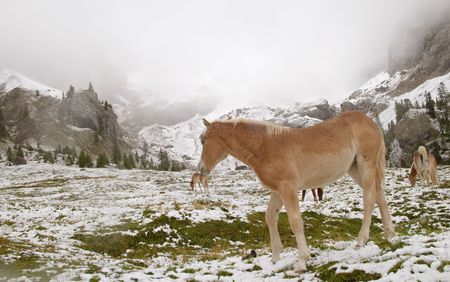 Early autumn snow and wild horse in Dolomite Mountains, Alps, Italyの写真素材