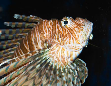 Tropical fishの写真素材