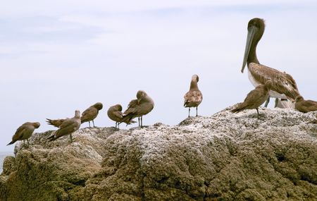 Pelican (Pelecanus onocrotalus) and marine birds, coast of Mar de Cortes, Baja California, Mexicoの写真素材