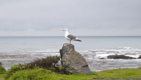 Seagull and Pacific Oceanの写真素材