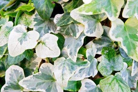 Ivy leaf background (Hedera helix)の写真素材