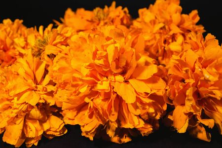 cempasuchil mexican flower for "muertos dia" traditional in a offering in Mexicoの写真素材