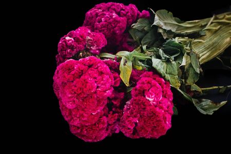 Flor de Terciopelo o Celosia, Mexican Flowers for offerings ofrendas in diÂ­a de muertos Day of...