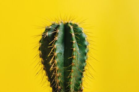 Mexican cactus in the pot, plant in Mexico mexican cultureの写真素材