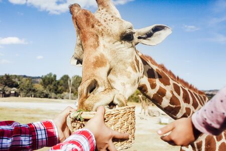 Feeding a giraffe in a zooの写真素材