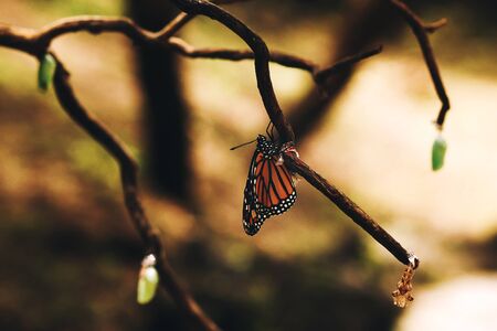 butterfly chrysalis change form from caterpillar to cocoon to butterflyの写真素材