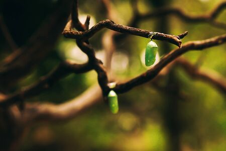 butterfly chrysalis change form from caterpillar to cocoon to butterflyの写真素材