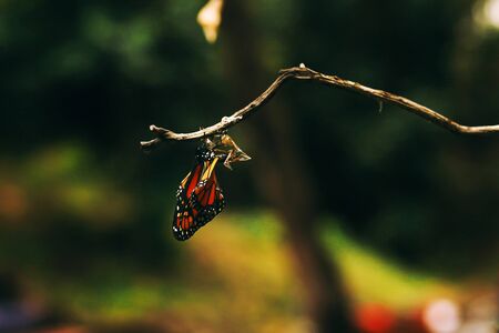 butterfly chrysalis change form from caterpillar to cocoon to butterflyの写真素材