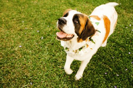 saint bernard dog ready for wedding ceremonyの写真素材