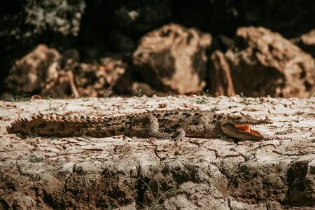 crocodile in el Sumidero Chiapas Mexico, mexican animalsの写真素材