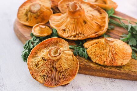 robellons mushrooms or rovellons buds in color yellow on a white backgroundの写真素材