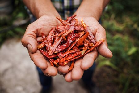 Chile Guajillo, mexican dried chili pepper, Assortment of chili peppers in farmer Hands in Mexicoの写真素材