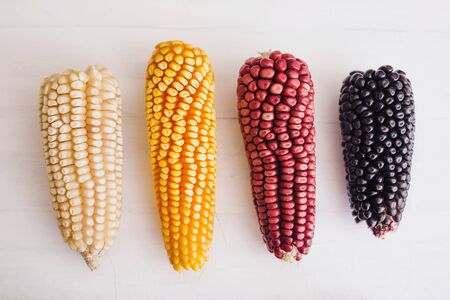 mexican Corn crop in different colors in mexico