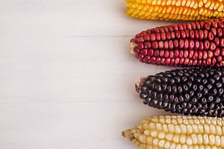 mexican Corn crop in different colors in mexicoの写真素材