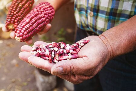 dried red corn cob, maize of red color in mexican hands in mexico