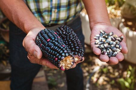 Mexican Corn, maize dried blue corn cobs on mexican hands in Mexicoの写真素材
