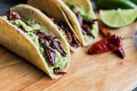 tacos de chapulines or grasshopper taco traditional in mexican food with homemade guacamole sauce in Oaxaca Mexicoの写真素材