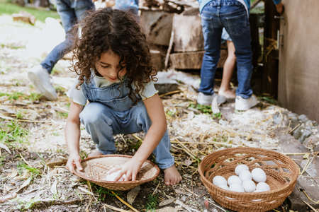 Fresh chicken eggs in a wicker basket, which Latin girl child farmer collect from chicken farms in...