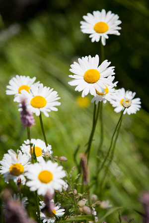 White daisies on bright summer day の写真素材