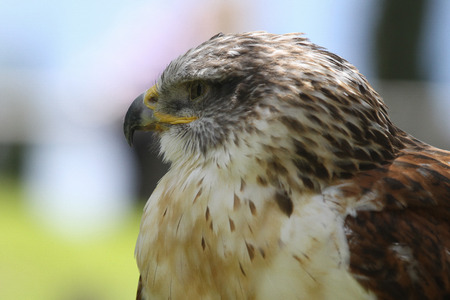 A predatory bird on outdoor backgroundの写真素材