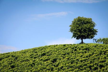 Tree on the horizon, on a bright summers dayの写真素材