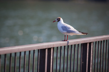 Seagull on the beach. Lake Como, Italy