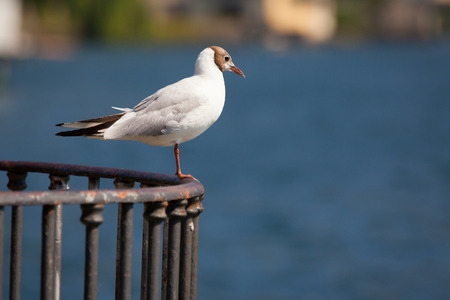 Seagull on the beach. Lake Como, Italyの写真素材