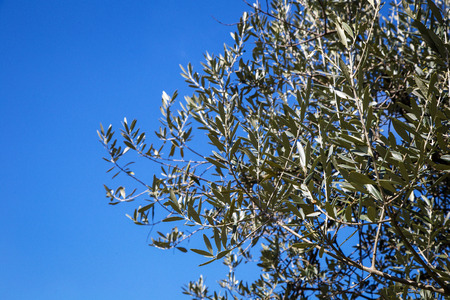 Plantation of Olive Trees in a Spring Dayの写真素材